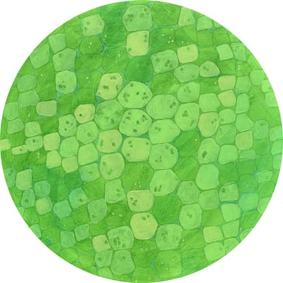 Cavolo Nero (12"x12") #1  SOLD