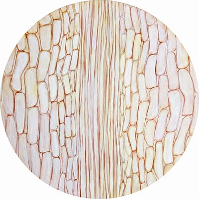 Collards (12"x12")